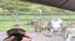 The monkeys were worried when they saw their baby monkeys being taken away by humans. | Cat and Dog Dynasty