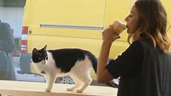 Purrfect! Cats and coffee at NYC’s cat cafe
