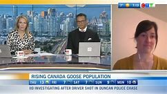 Rising Canada Goose Population