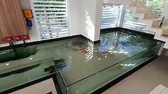 Best indoor koi pond ever?!