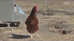 How to protect your backyard flock from avian influenza