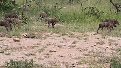 Baby warthogs drinking milk while... - African Bush Kingdom