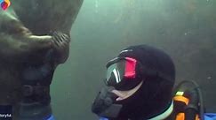 Gray seal gently holds diver's hand close to chest