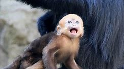 Black-Haired Monkeys Have Redheaded Baby