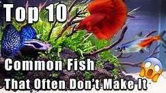 Top 10 Common Fish That Can Be Hard to Keep Alive!