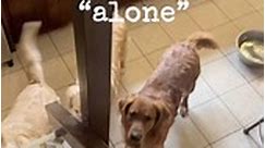 When Jay made a run to Home Depot this morning to get drywall supplies… I’m never really home alone! I love my furry monsters!! 🥰🐶❤️🐾 #rainershinegoldens | Rainershine Golden Retrievers