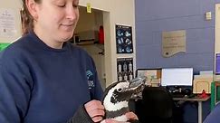 Gatz gets his annual exam! 🐧🩺🩻 #penguin #animalcare #vet #aquariumofthepacific
