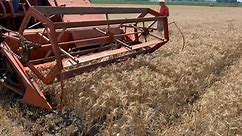 Allis Chalmers Combine Harvesting Wheat