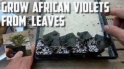 How to Grow African Violets from Leaves