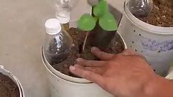 Upcycling Plastic Containers for Thriving Okra Growth