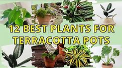 12 Best Plants for Terracotta Pots to Decorate Your Lovely Home 👌