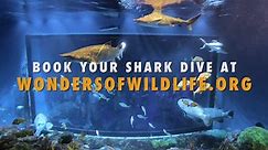 Wonders of Wildlife Shark Dive