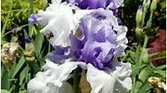 #iris #flowers #garden #beautiful #purple #flowergarden #peaceful #prettyflowers #pretty | The Farm