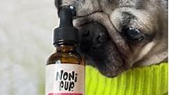 Doug The Pug - You asked, and they’re back in stock AND on...