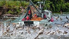 Amazing Commercial Salmon Fishing in Alaska - Net Fishing Catching Big Hundreds of Tons on the Boat