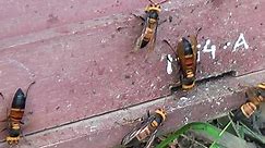 Bees "Scream" When Murder Hornet Cousins Attack