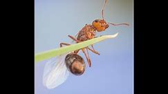 Invasive Species: Fire Ants