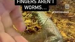 Our little baby Blue Tongue Skinks loves food so much, it thinks our fingers are food too! 😅 Good thing we had a spare wax worm on hand to give it to show what the difference is! 😂 #food #feeding #lizard #lizards #lizards #funny #funnyanimals #bite #funnyvideos #cuteanimals #cute | The Tye-Dyed Iguana