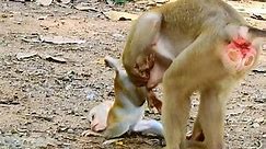 MG... why this female monkey catch newborn Lucie hard like this?, Monkey Camp 12.583K