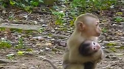Poor monkey Rainbow 😢 | Beloved Monkeys Of Cambodia