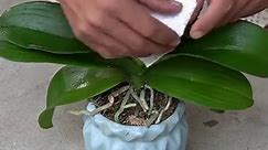 Essential Orchid Care Techniques for Optimal Restoration
