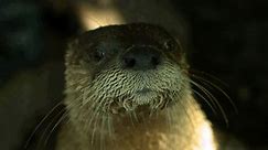 Get face-to-face with over 7,000... - The Florida Aquarium