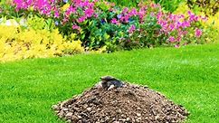 Moles vs. Voles: How to Tell the Difference Between These Common Garden Pests