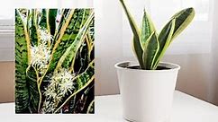 Unlocking the Secret: How to Get Snake Plants to Flower - Simplify Gardening