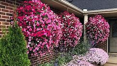 How to Grow Bigger Hanging Baskets