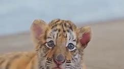 Too cute to handle! These adorable tiger cubs, just over a month old, are exploring and roaming their surroundings.