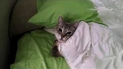 Cat Tucks Herself In to Bed