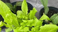 #gardenlife #lettuce #greenenergy #growing #wintergarden | Growing with Cynthia