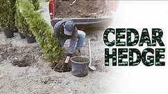 Planting a Simple and Easy Cedar Privacy Hedge