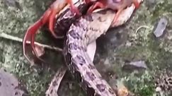Giant Centipede kills a Snake in just 3 minutes! | Giant Animals