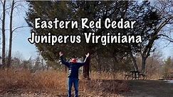 Eastern Red Cedar: Juniperus Virginiana