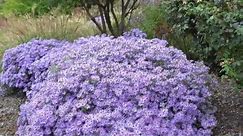 How to Trim Asters by James Landscaping, Inc.