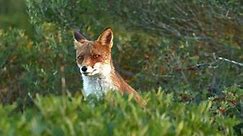 Red Fox hiding between green bushes, looking around, golden hour, static