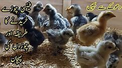 How To Purchase Fancy Chicks ||fancy Breeds Chicks identification ||B4BIRDS