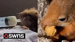 Baby red squirrel found close to death nursed back to health by hand