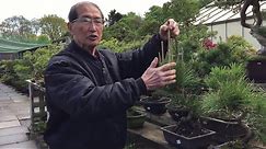 How to prune your evergreen pine bonsai tree EASY!