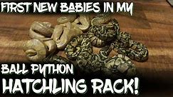 First new babies in my ball python hatchling rack