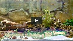 Fire and Freshwater Fishes - 2 set Fireplace and Freshwater Aquariums 2016