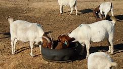 Boer Goats for Sale Near Me: Directory of US Breeders   Tips for Buying Your First Boer Goat(s)