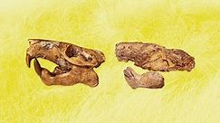 UT Scientists Discovered a Beaver Fossil and Named It After Buc-ee’s