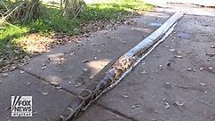 Florida man captures record 18-foot Burmese python, the largest in the state