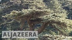 Lebanon launches campaign to save the Cedar tree