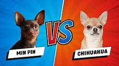 Miniature Pinschers vs Chihuahuas - Which is the Perfect Tiny Companion?