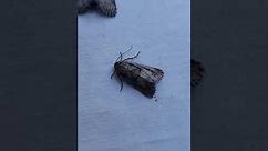 National Moth Week: Mothing with Carl Barrentine, Part 3 of 10