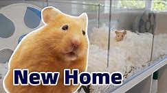 Cute Hamsters' First Night in New Cage