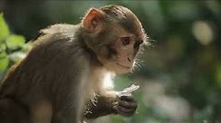 Monkeys: The Human-Like Primates